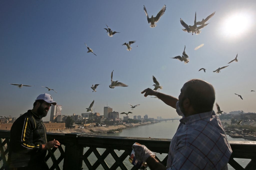 رجل عراقي وهو يطعم طيور النورس على أحد جسور نهر دجلة