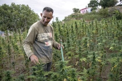 Morocco: Cannabis Legislation but the Devil in the Details