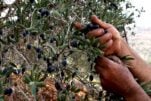 The Olive Tree: A Symbol of Resistance and a Target of War